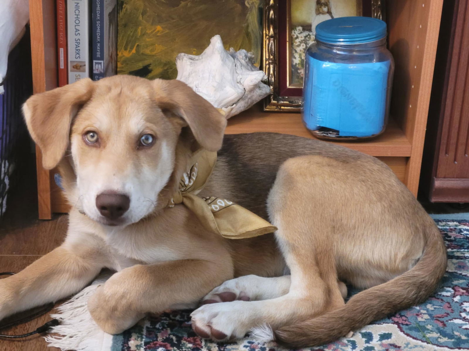 Rusty, an adoptable Husky in Midway, UT, 84049 | Photo Image 1