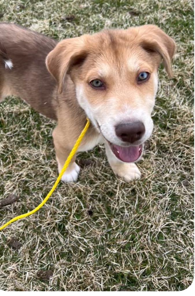 Rusty, an adoptable Husky in Midway, UT, 84049 | Photo Image 2