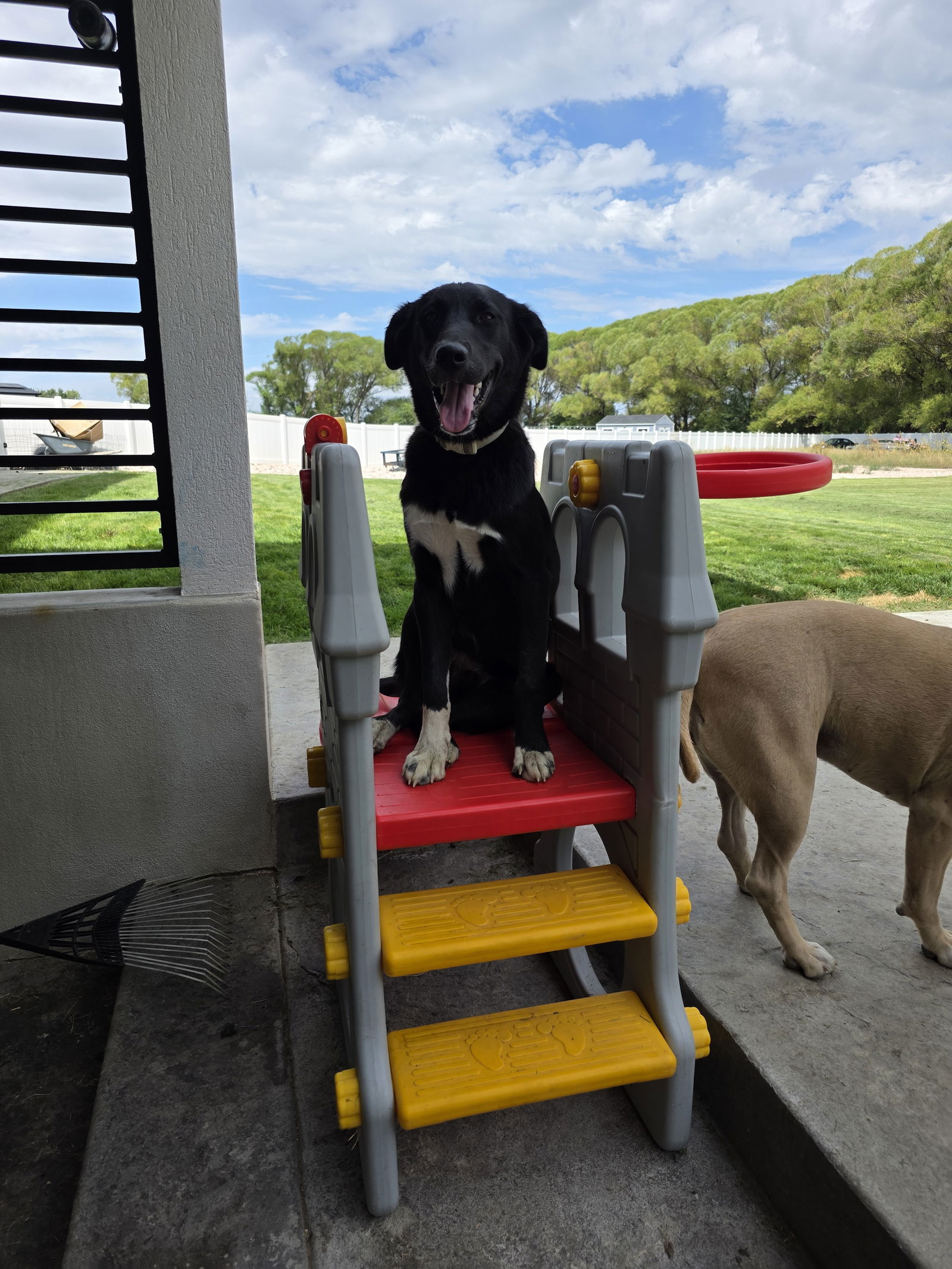 Bogey, an adoptable Husky in Midway, UT, 84049 | Photo Image 1