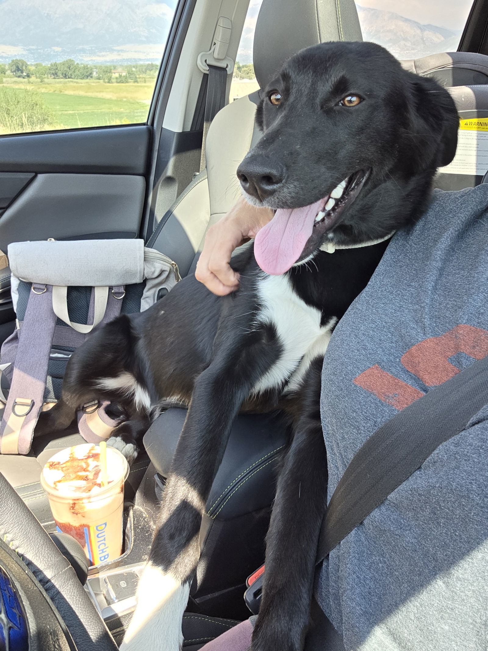 Bogey, an adoptable Husky in Midway, UT, 84049 | Photo Image 2