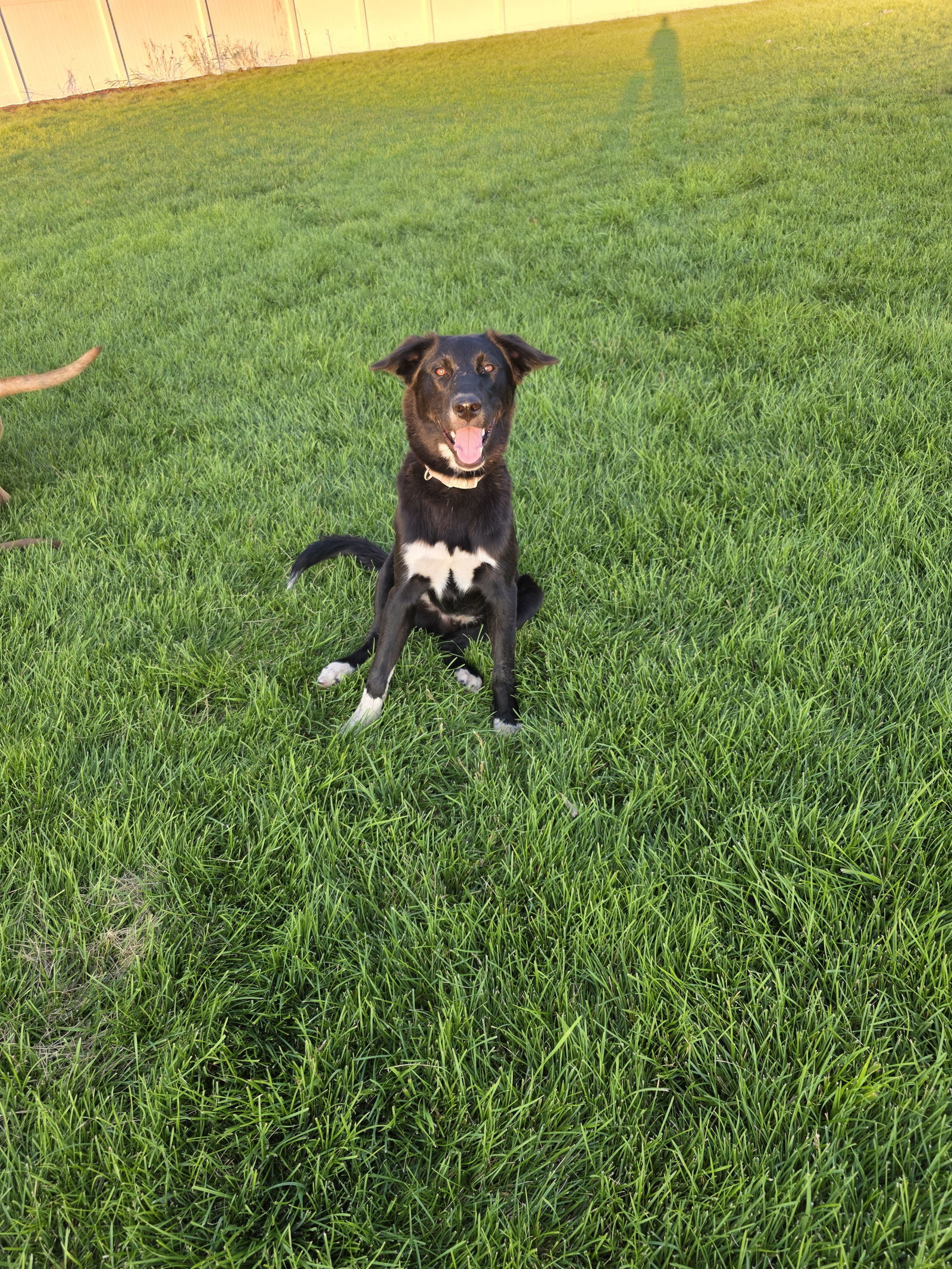Bogey, an adoptable Husky in Midway, UT, 84049 | Photo Image 3