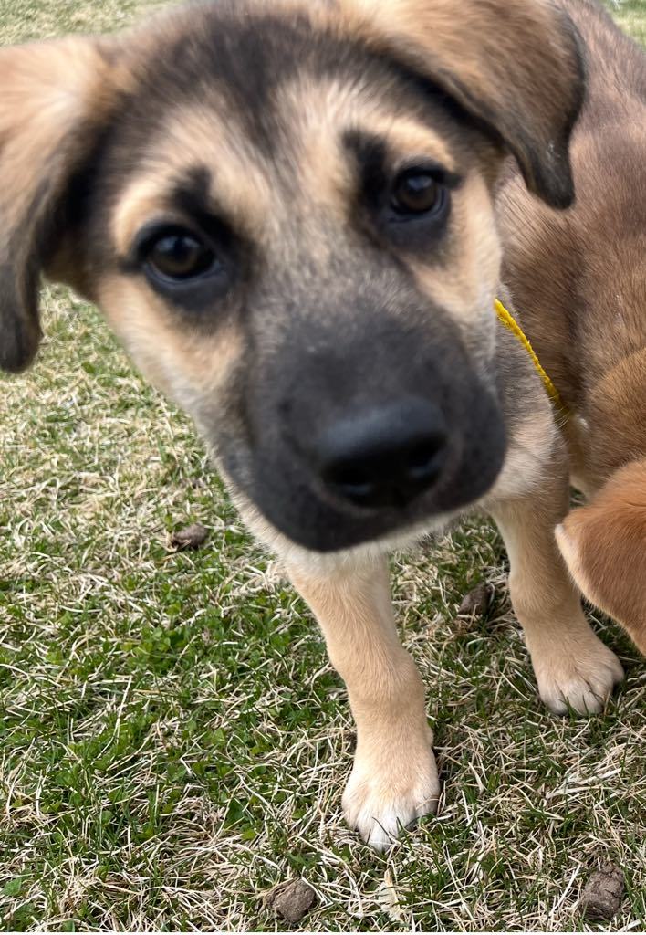 Faith, an adoptable Husky in Midway, UT, 84049 | Photo Image 1