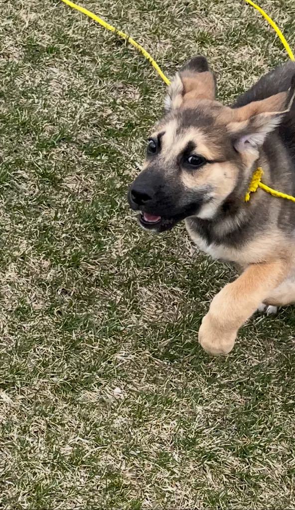 Faith, an adoptable Husky in Midway, UT, 84049 | Photo Image 3