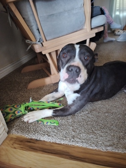 Peppa, an adoptable Pit Bull Terrier, Mixed Breed in Caldwell, ID, 83607 | Photo Image 1