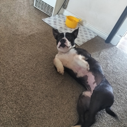 Peppa