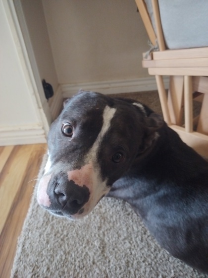 Peppa, an adoptable Pit Bull Terrier, Mixed Breed in Caldwell, ID, 83607 | Photo Image 3