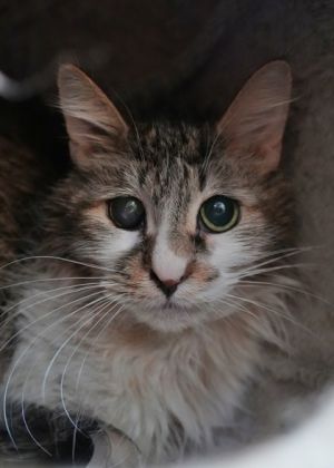 Nikita has had a tough journey losing both her longtime owner and her next family member Now 15 s