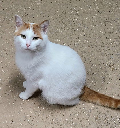 6633 (Al), an adoptable Domestic Short Hair in Lake City, MI, 49651 | Photo Image 1