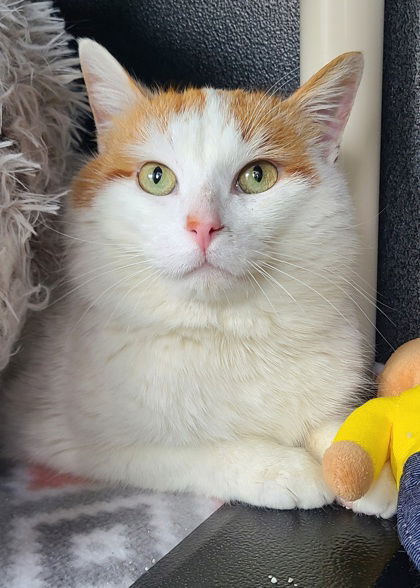 6633 (Al), an adoptable Domestic Short Hair in Lake City, MI, 49651 | Photo Image 2