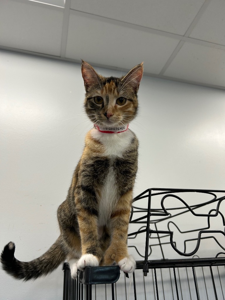 Gretchen, an adoptable Domestic Short Hair, Extra-Toes Cat / Hemingway Polydactyl in Denham Springs, LA, 70726 | Photo Image 1