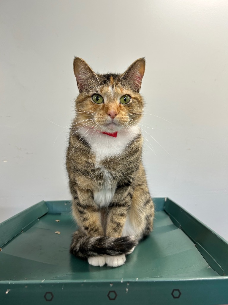 Gina