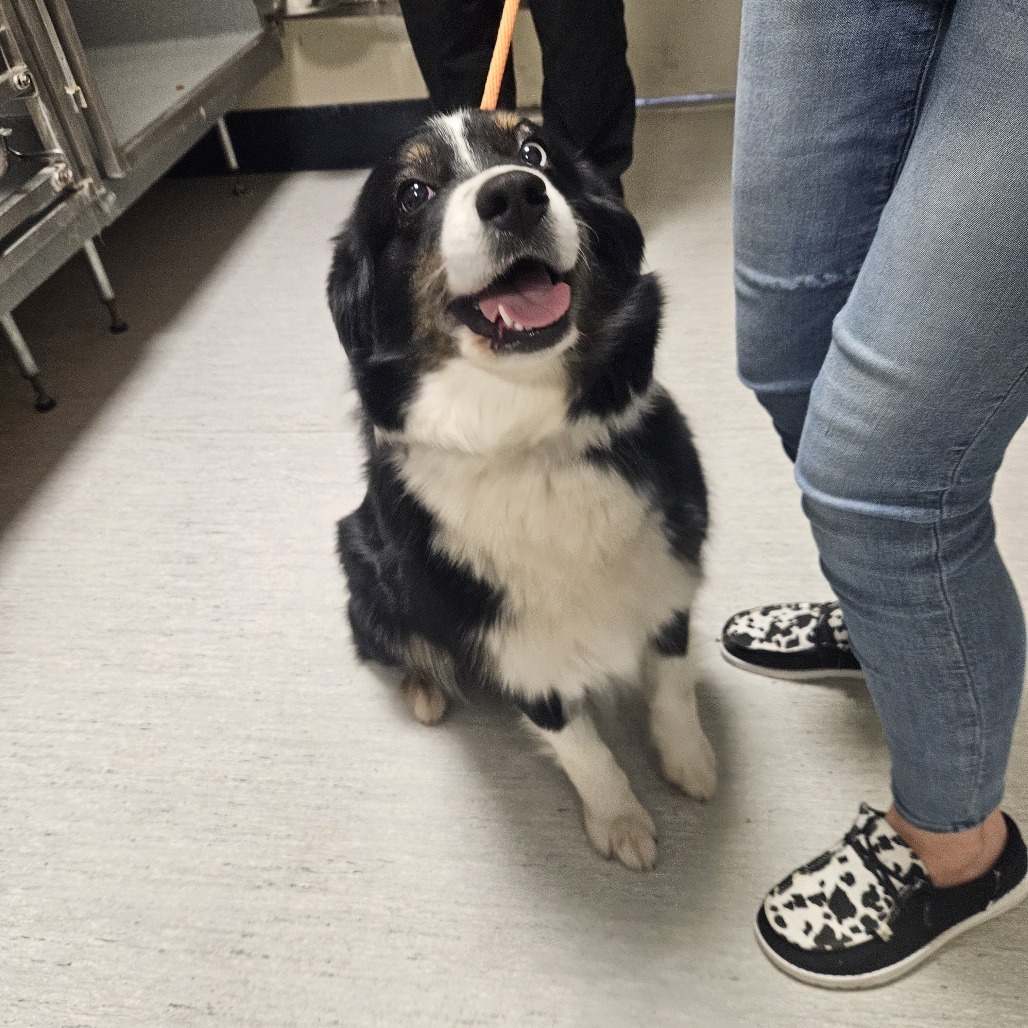 4/2/25 Whitehurst Stray