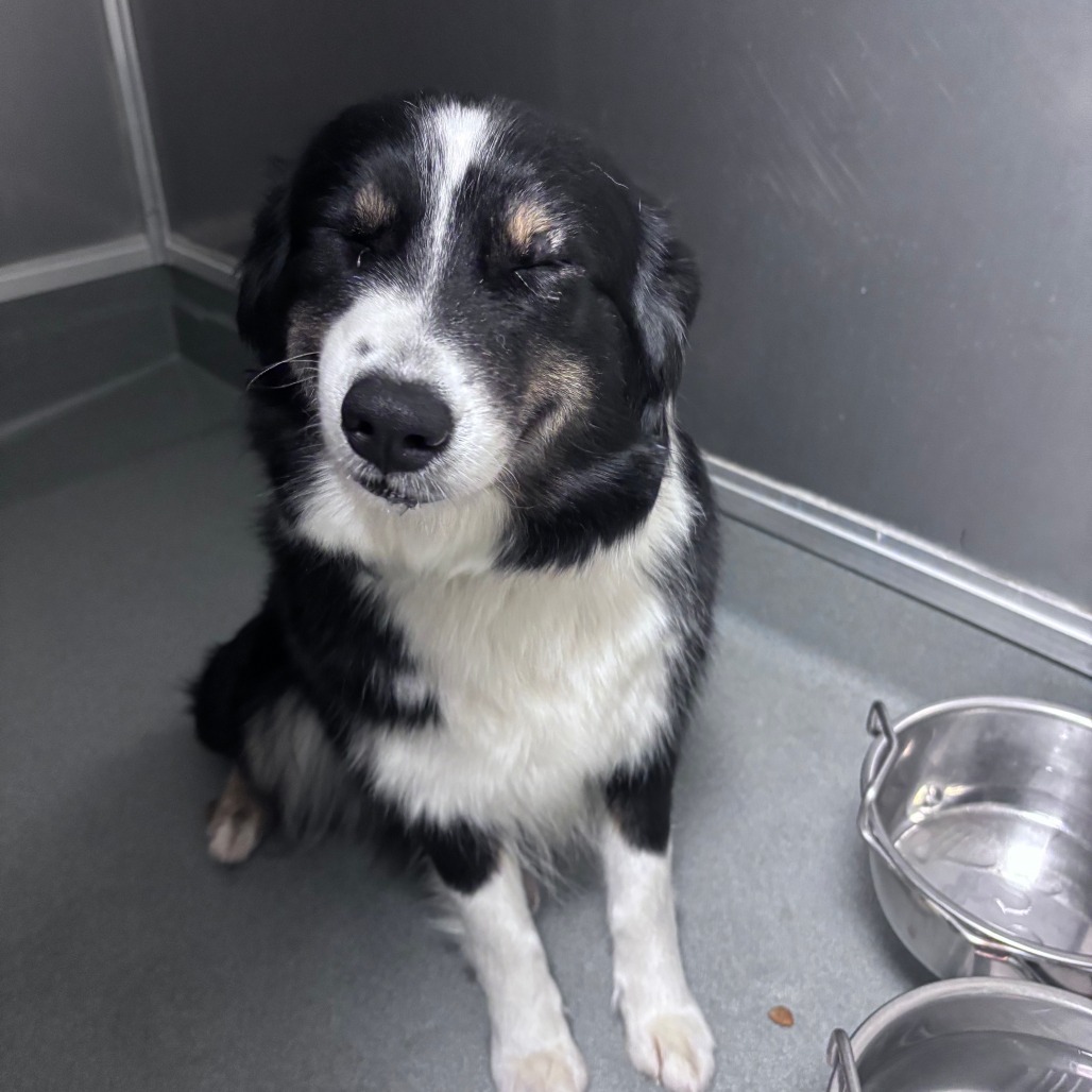 4/2/25 Whitehurst Stray