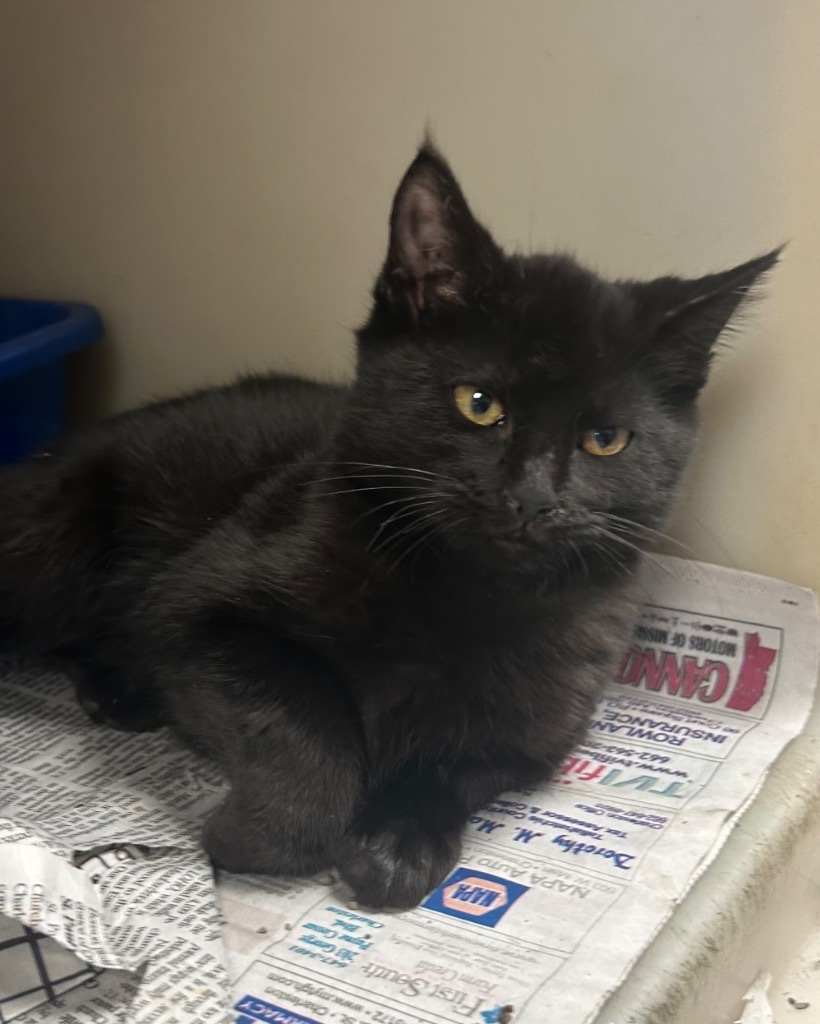 Sardine, an adoptable Domestic Medium Hair in Greenwood, MS, 38930 | Photo Image 1