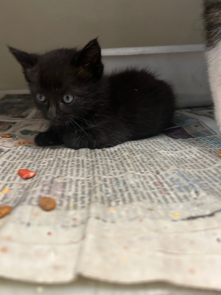 Sardine, an adoptable Domestic Medium Hair in Greenwood, MS, 38930 | Photo Image 2
