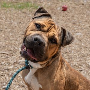 Do you love handsome goofy and blockheaded boy dogs What about pups with a sweet wrinkly face L