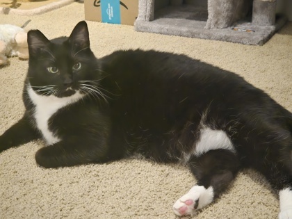 Pengi