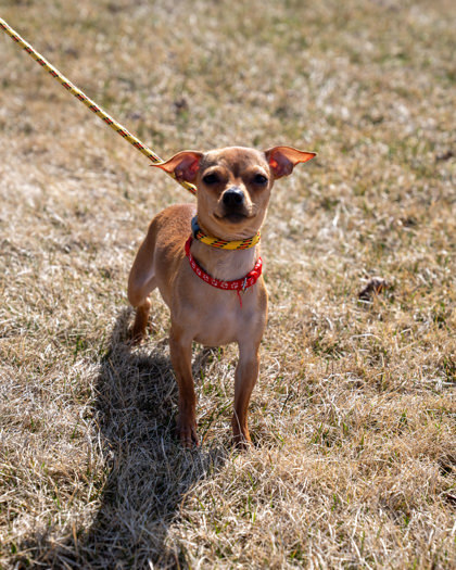 Peanut Butter, an adoptable Chihuahua, Dachshund in Pequot Lakes, MN, 56472 | Photo Image 1