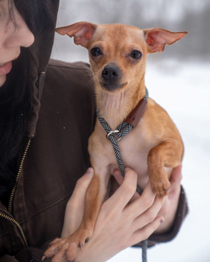 Peanut Butter, an adoptable Chihuahua, Dachshund in Pequot Lakes, MN, 56472 | Photo Image 3