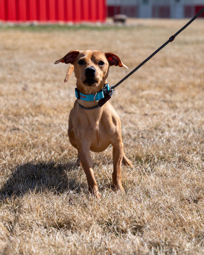 Chaos, an adoptable Chihuahua, Dachshund in Pequot Lakes, MN, 56472 | Photo Image 1