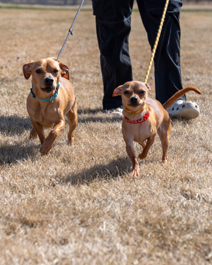 Chaos, an adoptable Chihuahua, Dachshund in Pequot Lakes, MN, 56472 | Photo Image 2