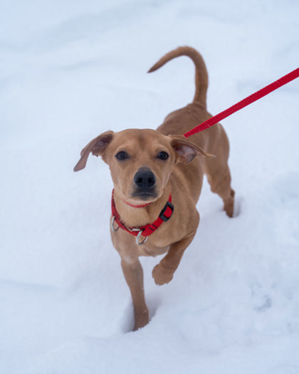 Chaos, an adoptable Chihuahua, Dachshund in Pequot Lakes, MN, 56472 | Photo Image 3
