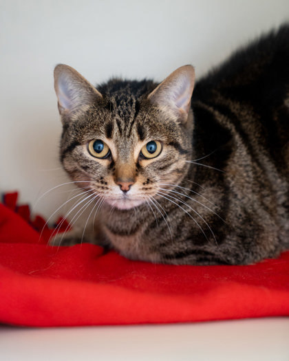 Rosita, an adoptable Domestic Short Hair in Pequot Lakes, MN, 56472 | Photo Image 1