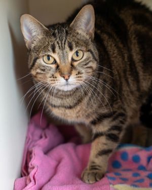 Rosita, Adult Female Domestic Short Hair