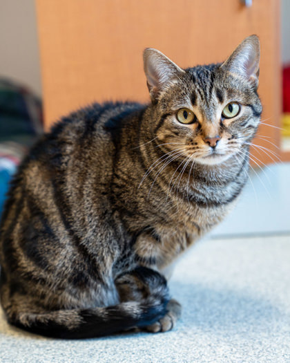 Rosita, an adoptable Domestic Short Hair in Pequot Lakes, MN, 56472 | Photo Image 1