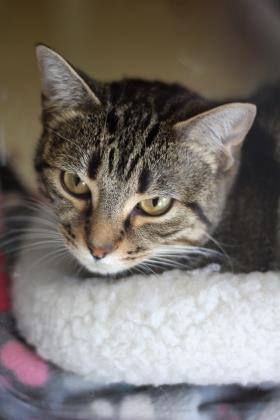Rosita, an adoptable Domestic Short Hair in Pequot Lakes, MN, 56472 | Photo Image 2