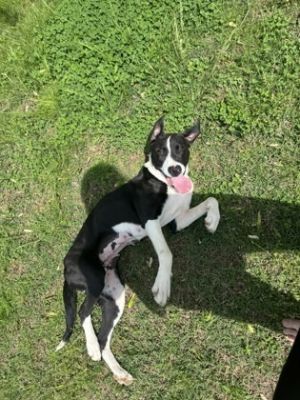 Meet Bella She is one of the sweetest dogs Ive met She is scared of the outside world but everyd