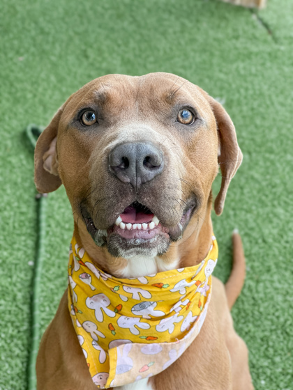 Kronk (in foster)