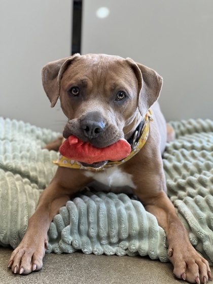 Kronk (in foster)