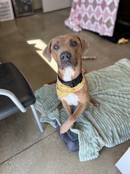 Kronk (in foster)