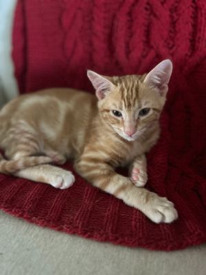 Doodle Bug, Baby Male Domestic Short Hair