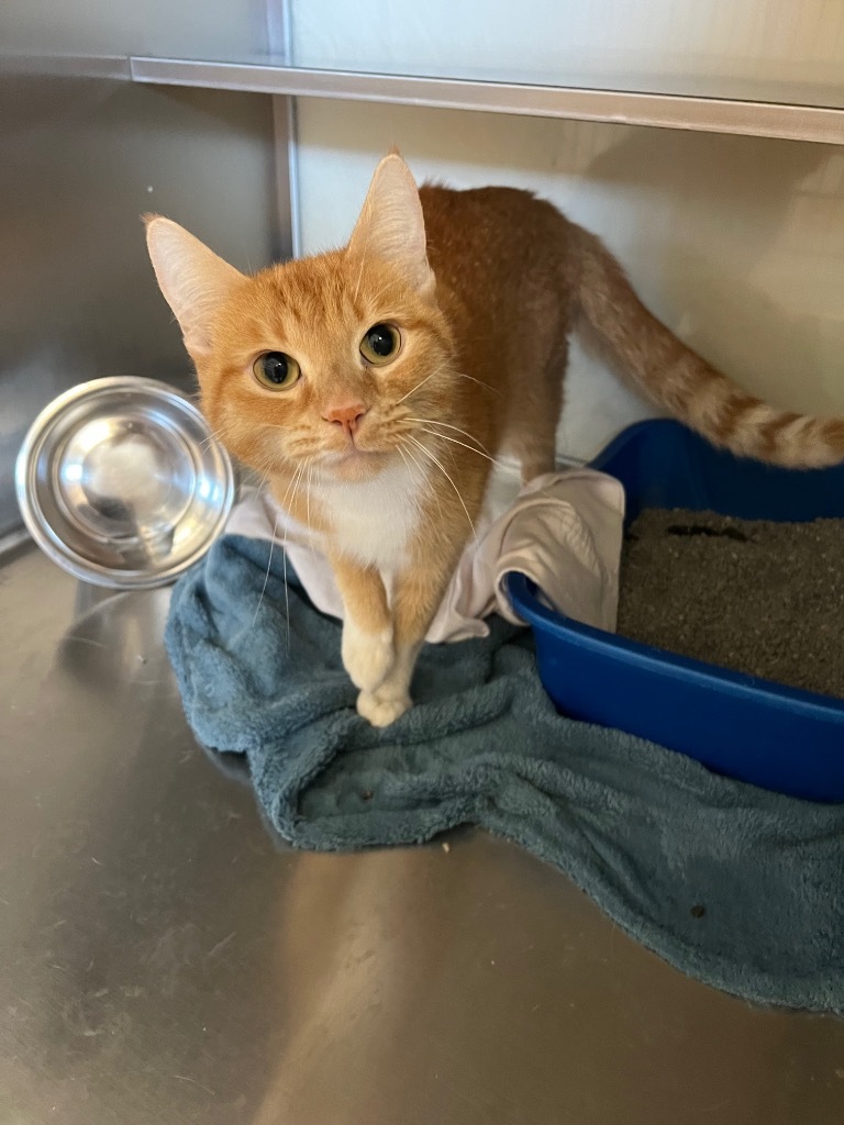 Trailmix, an adoptable Domestic Short Hair in Grand Forks, ND, 58203 | Photo Image 2