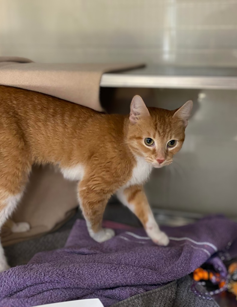 Trailmix, an adoptable Domestic Short Hair in Grand Forks, ND, 58203 | Photo Image 3