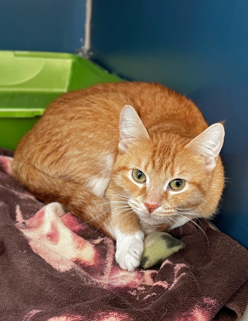 Trailmix, an adoptable Domestic Short Hair in Grand Forks, ND, 58203 | Photo Image 4