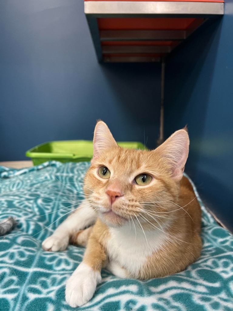 Trailmix, an adoptable Domestic Short Hair in Grand Forks, ND, 58203 | Photo Image 5