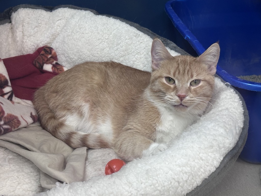 Trailmix, an adoptable Domestic Short Hair in Grand Forks, ND, 58203 | Photo Image 6