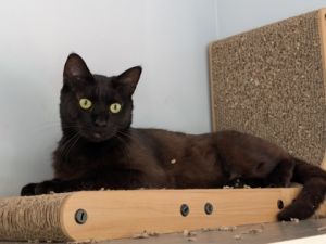 Baron, Young Male Domestic Short Hair