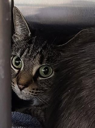 Sammy