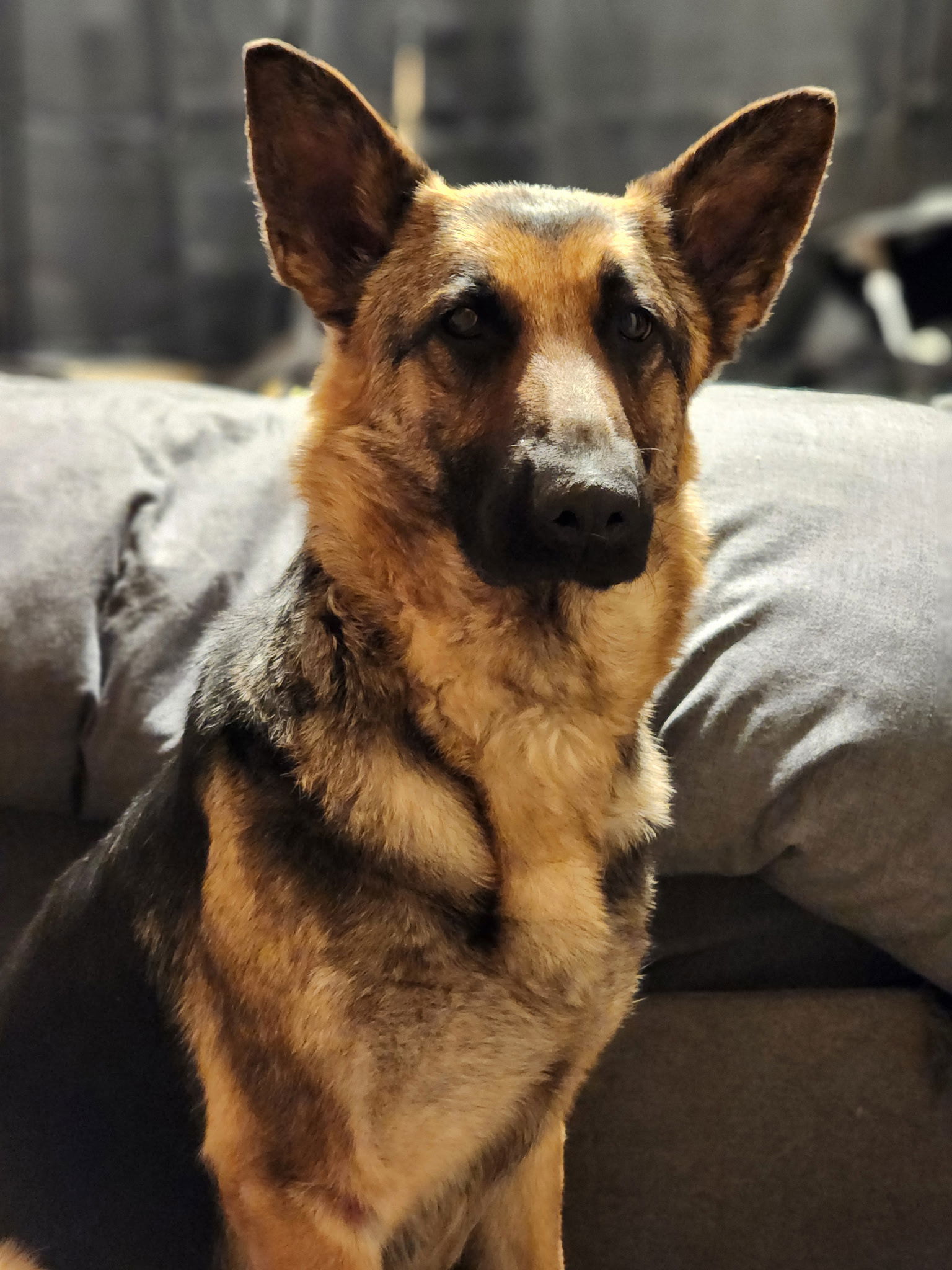 Tallulah