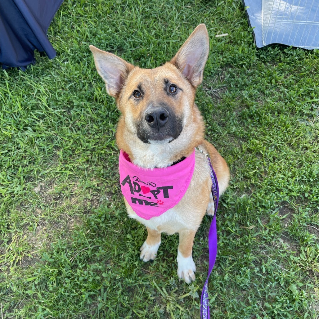 Libby, an adoptable Shepherd in Sioux Falls, SD, 57106 | Photo Image 1