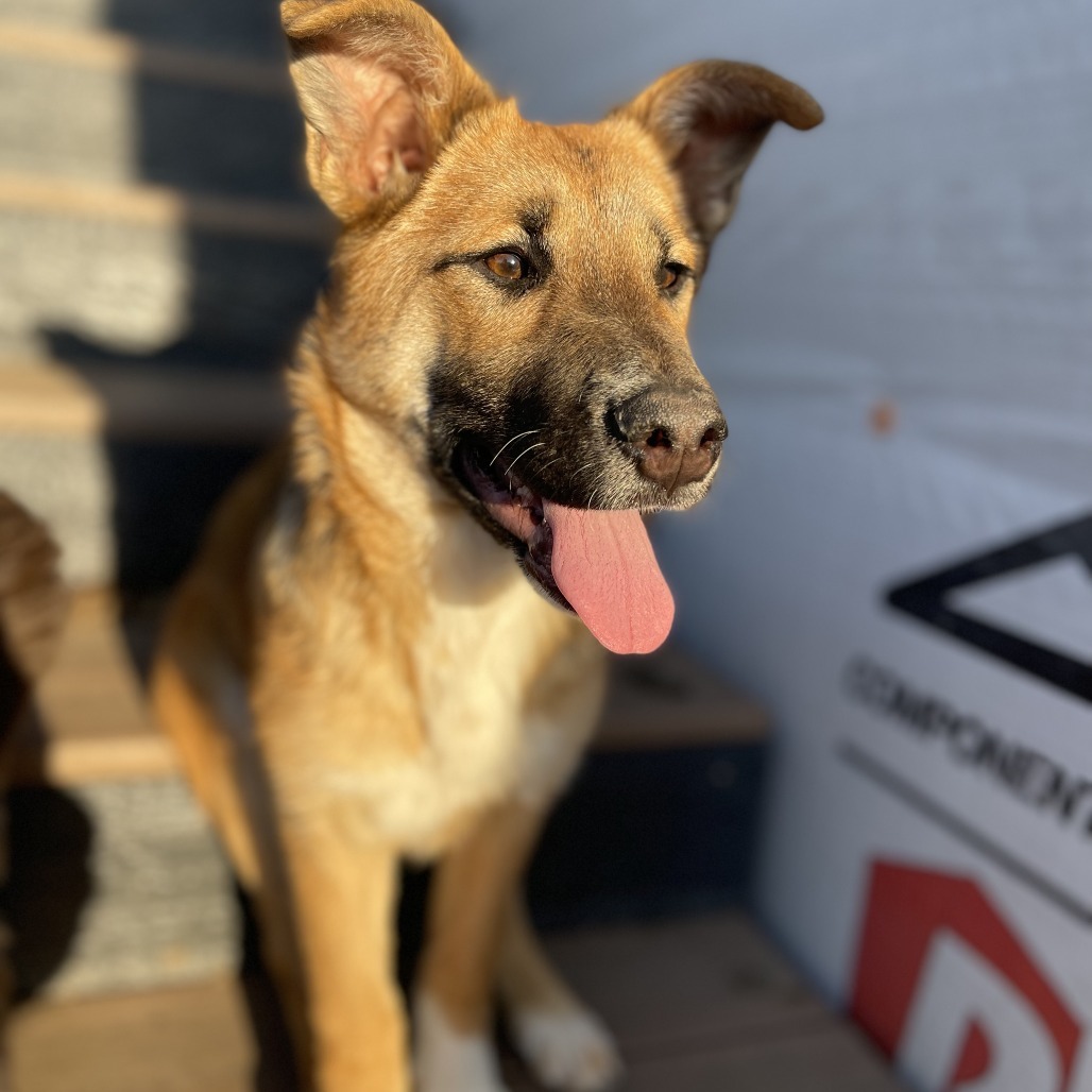Libby, an adoptable Shepherd in Sioux Falls, SD, 57106 | Photo Image 2