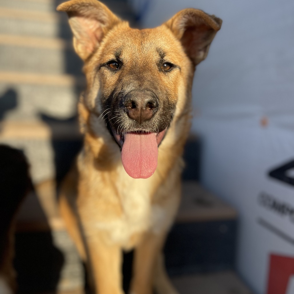 Libby, an adoptable Shepherd in Sioux Falls, SD, 57106 | Photo Image 3