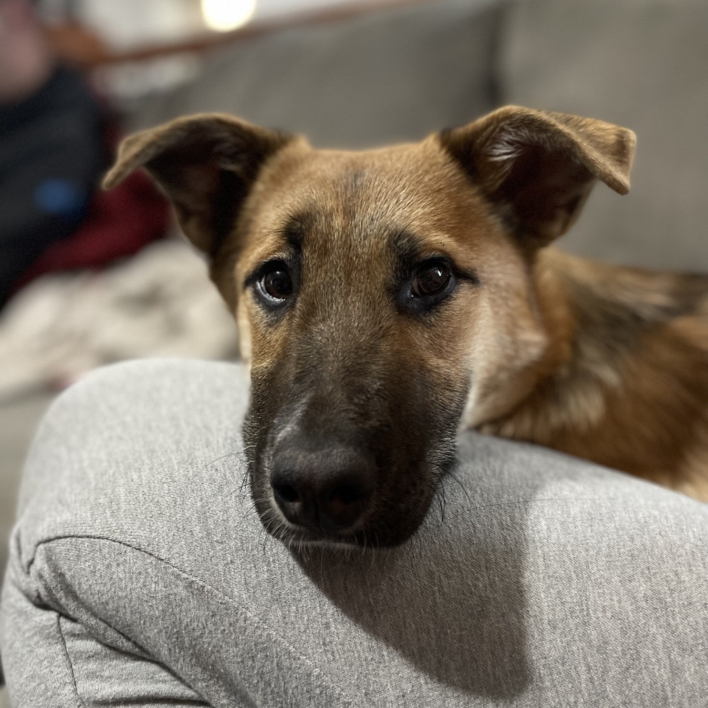 Libby, an adoptable Shepherd in Sioux Falls, SD, 57106 | Photo Image 4