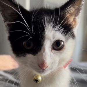 Mooch, Adult Male Domestic Short Hair