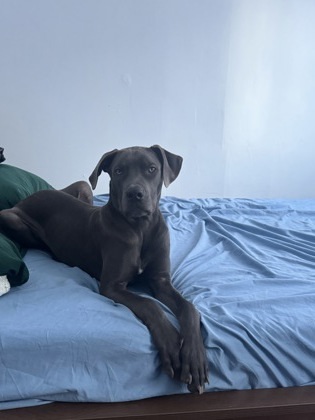 Dex