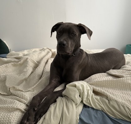 Dex